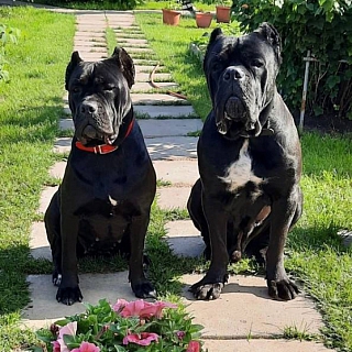 Печальная история от нашей подписчицы 3