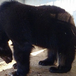 Судьба медведя: спасенный из борского леса Мишутка встретил первый день рождения 1