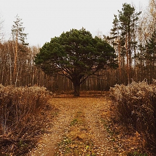 В окрестностях деревни Шехонка растет сосна необычной формы 5