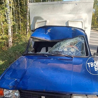 В ППК происшествие с лосем 2