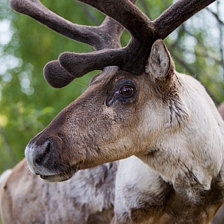 Красавцы в борском заповеднике 5