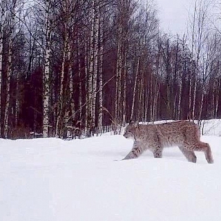 Дикие животные борского заповедника 4