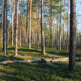 Весна, первоцветы и глухари 3