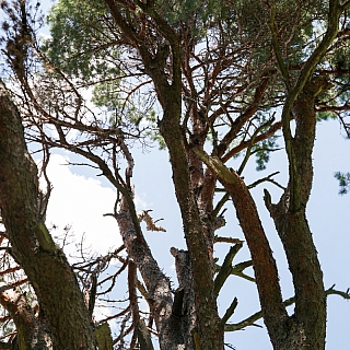 В окрестностях деревни Шехонка растет сосна необычной формы 2