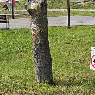 На Бору запретили кататься на динозаврах 2