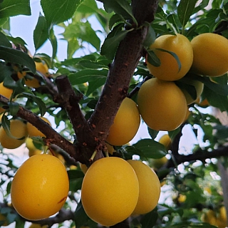 У борчанина в саду настоящий рай 5