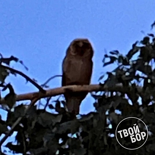 Частые гости на Бору 3