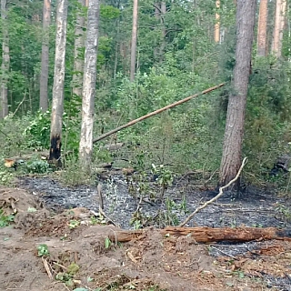 Министерство лесного хозяйства Нижегородской области сообщает: 3