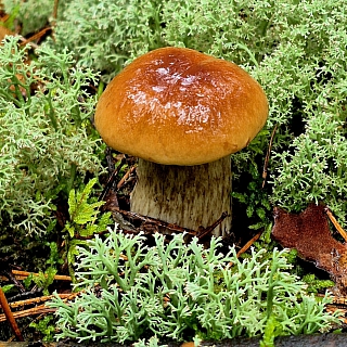 После недавних дождей в Борском районе заметно активизировался грибной сезон 1