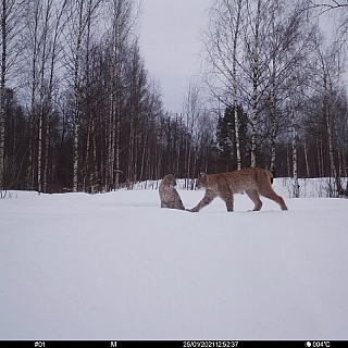 Фотоловушка, установленная в Керженском заповеднике, зарегистрировала рысь с двумя котятами-сеголетками 3