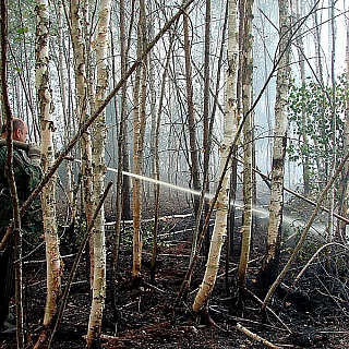 В городе Бор yстановлен полный запрет на посещение лесов 1