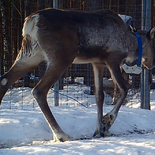 Мартовский репортаж из вольеров Керженского заповедника 4
