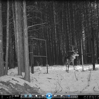 Первые лесные северные олени выпущены в Керженский заповедник 5