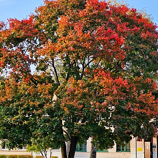 История главного борского клёна осенью 2023 года 3