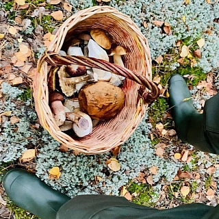 Министр здравоохранения собирал грибы на Бору 1