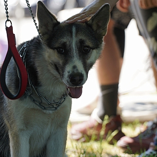 На Бору состоялся II областной фестиваль «Фронтовая собака» 5