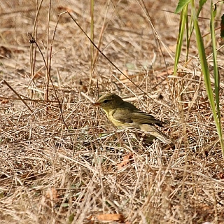 Подходит к концу очередной сезон учетов птиц в Керженском заповеднике 8