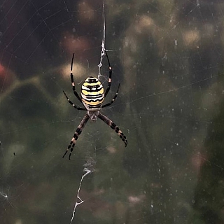 Опасных пауков обнаружили жители Бора 1