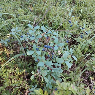 В лесах Нижегородской области начался сезон сбора голубики 1