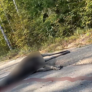 В ППК происшествие с лосем 1