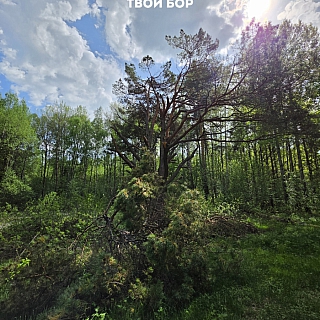 Что осталось от Графской сосны? 2