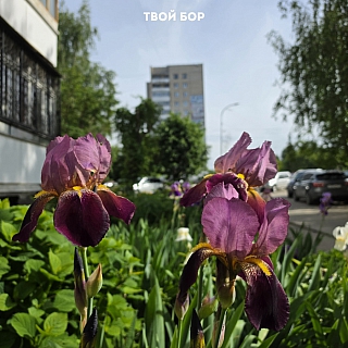 Первое утро лета на Бору выглядит так: 1