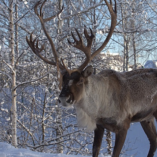 Красавцы в борском заповеднике 4