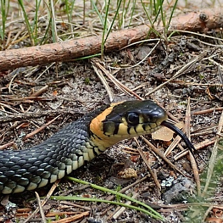 Изучение амфибий и рептилий продолжается в Керженском заповеднике 3