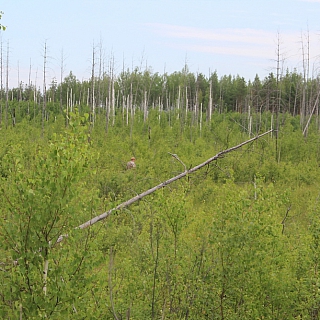 В театре жизни главное — буфет 1