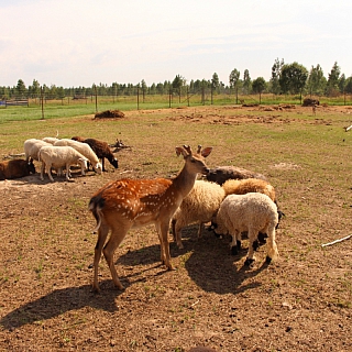 Создатели оленьей фермы на Бору планируют открыть эко-парк 4
