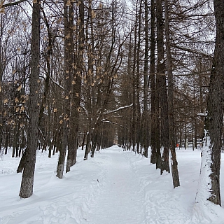 Нужно ли благоустройство городского парка на Бору? 3