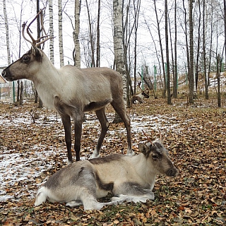 Се­вер­ных оле­ней в Кер­жен­ском за­по­вед­ни­ке пе­ре­ве­ли на зим­ний ра­ци­он 3