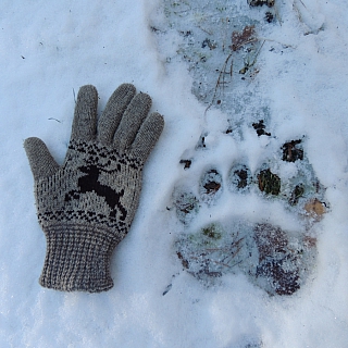 Керженский заповедник показал удивительные кадры 2