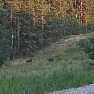 В Борском районе были замечены лоси 2