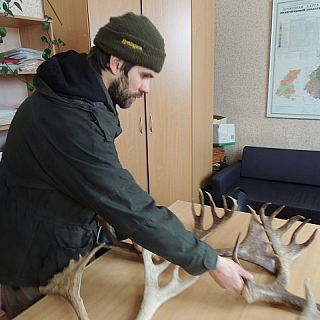 В Керженском заповеднике лесные северные олени начали сбрасывать рога 1