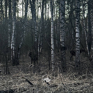 На Бору по трассе к Семенову были замечены лоси 2