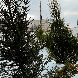 Открылся ёлочный базар рядом с рынком 3