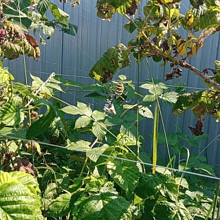 Опасных пауков обнаружили жители Бора 2