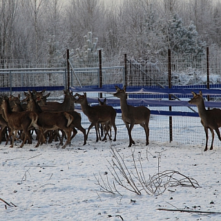 Знакомство с борскими оленями 1
