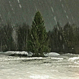 В Останкино шикарная ёлка 2