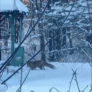 В Большое Пикино заглянула лисичка-сестричка 2