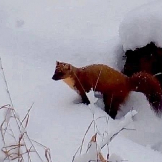 Дикие животные борского заповедника 5