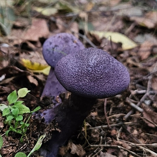 Диковинка из борского леса 2