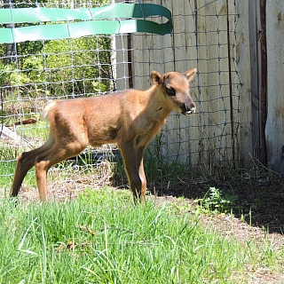 Керженский заповедник ищет имя для оленёнка 3