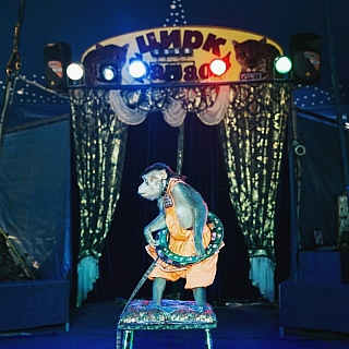с 14 по 23 мая гастроли Омского цирка-шапито "ФАРАОН" в городе Бор 3