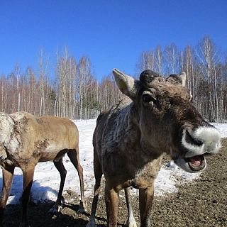Мартовский репортаж из вольеров Керженского заповедника 5