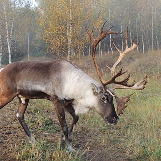 У оленей, проживающих в вольерных комплексах Керженского заповедника, начался гон – период свадеб 1