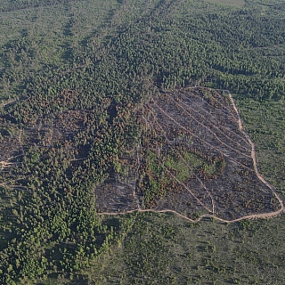 Порой на Бору с нашего молчаливого согласия происходят страшные вещи 6