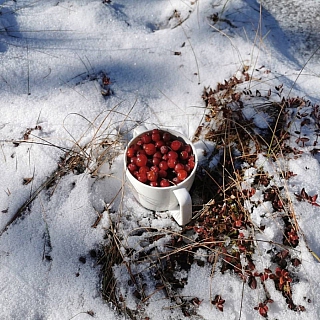 В Борском районе собирают замороженную клюкву 2