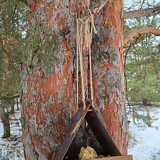 Борчане и белки 1